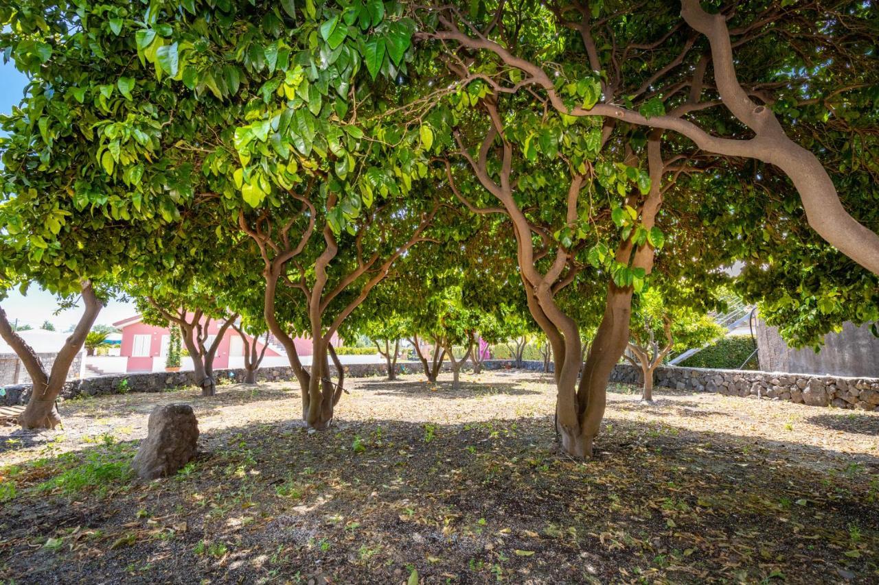 Dipladenia Garden Country Resort ماسكالي المظهر الخارجي الصورة