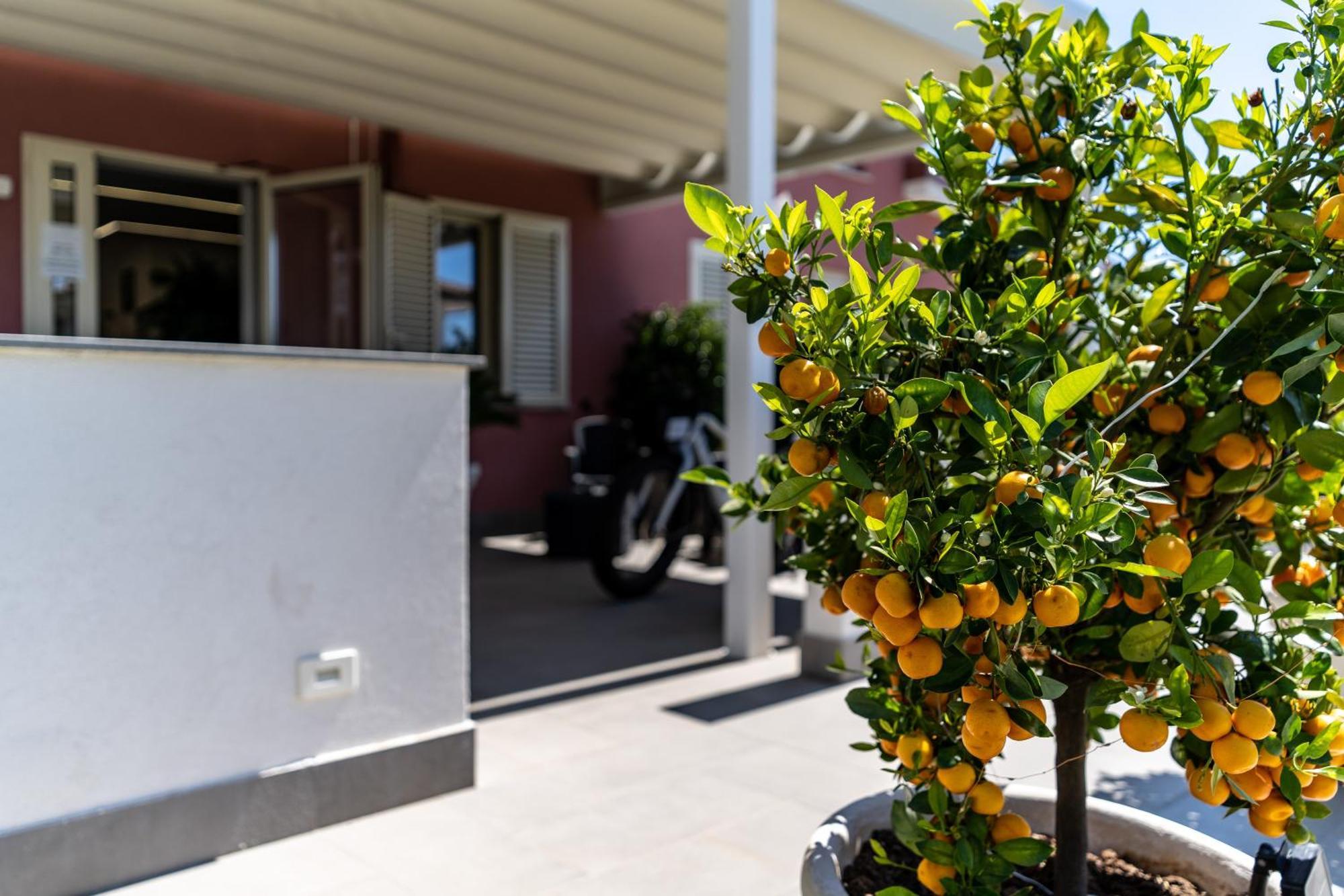 Dipladenia Garden Country Resort ماسكالي المظهر الخارجي الصورة